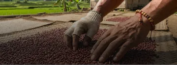 Drying the beans
